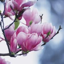 ...леліють спогад  пелюстки магнолій...