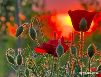 МАКИ ЦВІТУТЬ