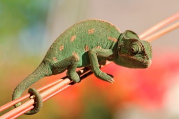 Елегія з фортепіано і хамелеоном