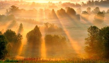 Сонячне злато