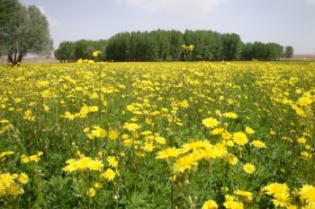 ОСОТОВІ НАСТРОЇ