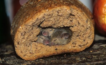 Рідна шпаринка