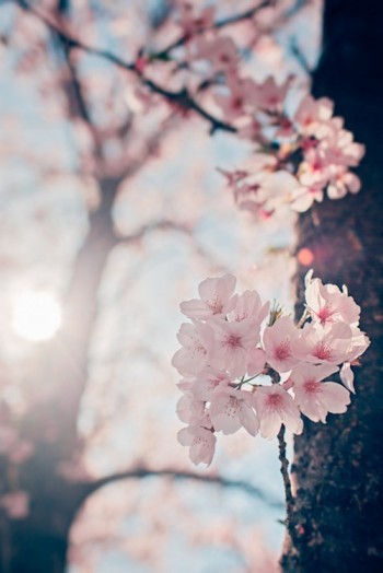 Вагнесса, принцеса Тасмінська