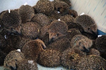 ТАБЛИЦЯ ЇЖАКОМНОЖЕННЯ