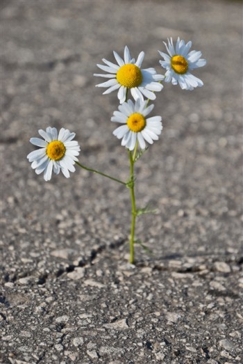 Бачила диво? Крізь товщу асфальту