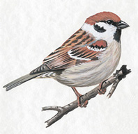 Розходився горобець