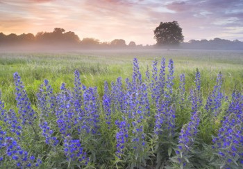 СНИ СИНЬОЇ РУМ’ЯНКИ