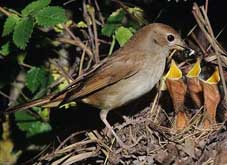 Давно замовк вже соловей
