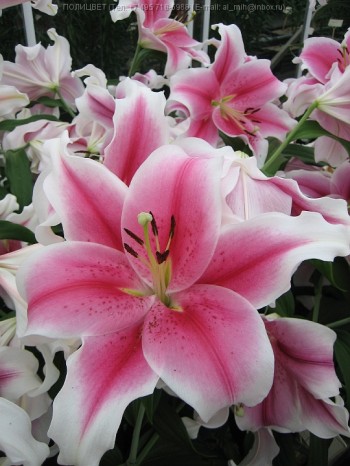 Рожевих лілій теплі каганці