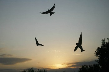 Спивають літо з річечки стрижі...