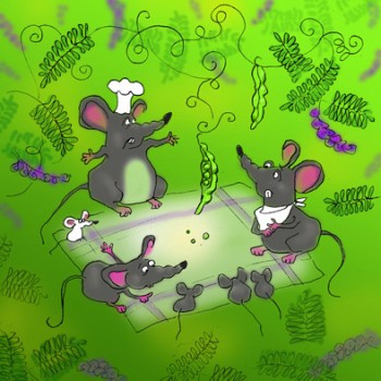 МИШАЧИЙ ГОРОХ