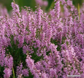 Передчуття вересу