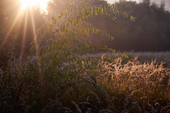 ЛАГІДНІ ЦІЛУНКИ ЛІТА