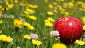 Триптих на тему яблука