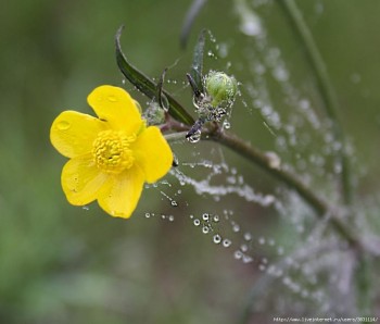 Стежками росяного сну