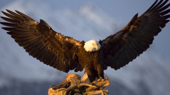 Орел на полюванні