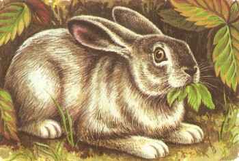 Заєць хвалько