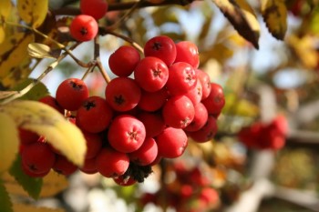 Сандалі серпня