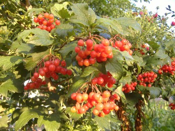 Калина червона