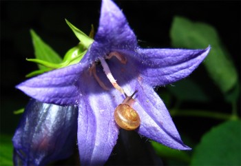 Той, що в дзвонику живе
