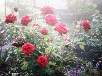 ОСТАННЯ ТРОЯНДА