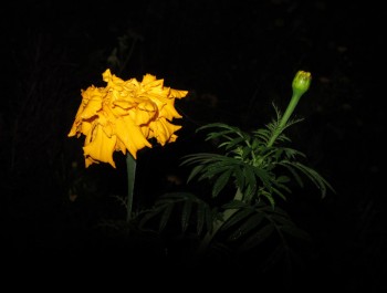 Чекання з золотою квіткою