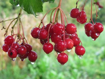 ЗАДОЩИЛО, КАЛИНО...