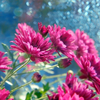 ТАНКА З ХРИЗАНТЕМАМИ