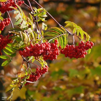 Осінь блукає стежками