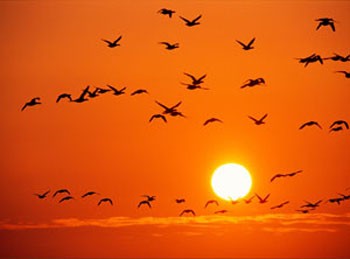 Політ у вирій