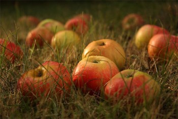 Яблуко в руці