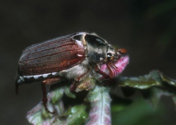 ТРАВНЕВИЙ СОН