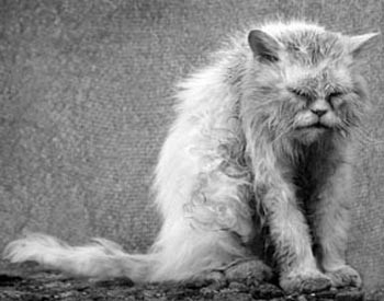 Мокрий Мурко