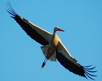 Виліт у теплі краї