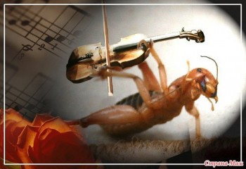 Соло цвіркуна