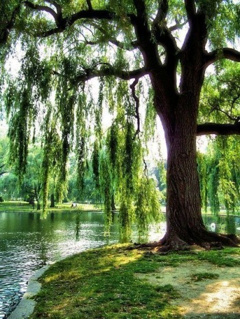 Жартівливий лист від мавки