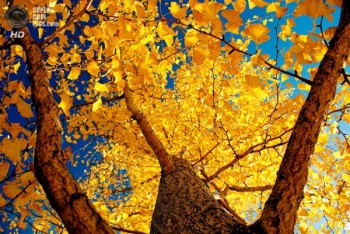 ЛЛЄ ДИВО ОСІНЬ