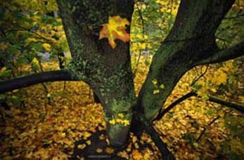 Осіннє кохання