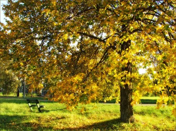 Ця липа спить...
