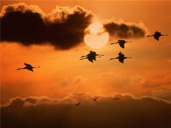 Осінь в небі журавлями...