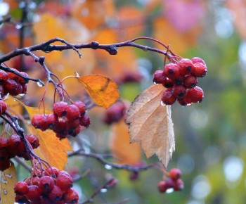 ТАНКА ОСІННІХ ДОЩІВ