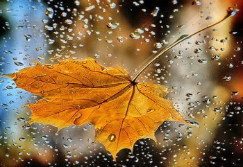 Під струнами дощу