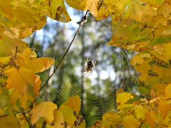 Бабине літо