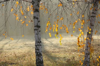 Жовтневе туманне безмежжя