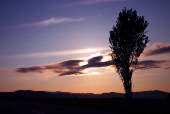 ТРЕПЕТ ТОПОЛИНОЇ ЗАЖУРИ