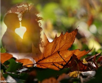 Крізь осені призму...