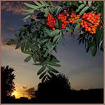 Туга за вітчизною