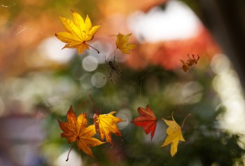 Мотив бабиного літа