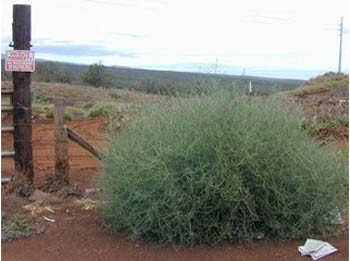 Перекотиполе