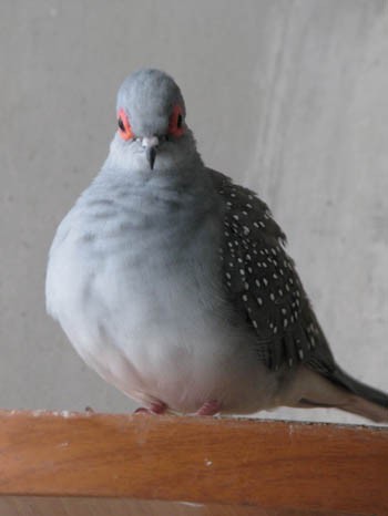 Горличка летіла